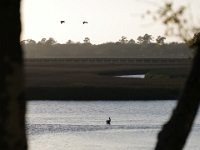 28772CrLeRe - Vacation at Kiawah Island, SC - Pelicans!  Peter Rhebergen - Each New Day a Miracle